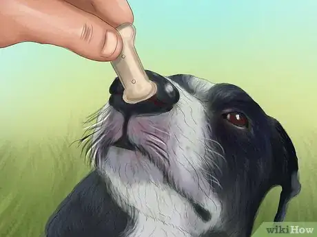 Image titled Teach Your Dog "On By" Step 8